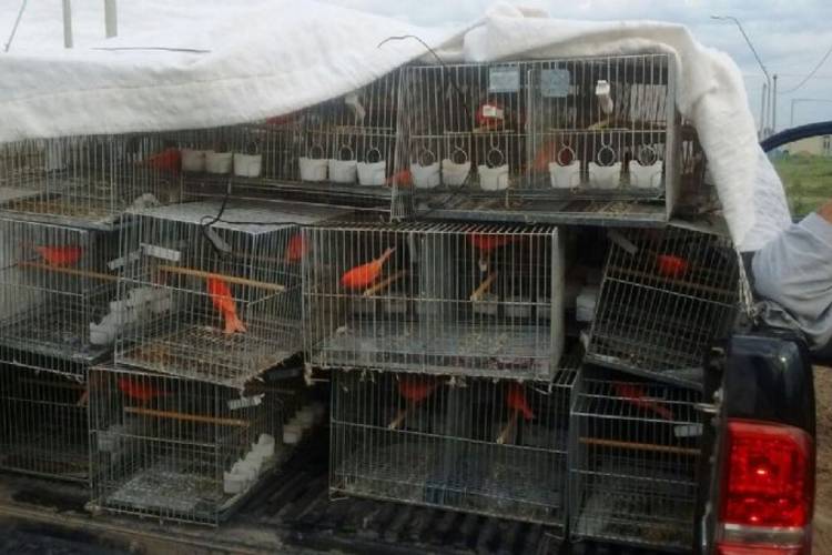 Rescatan más de 400 aves tráfico ilegal en dos operativos en Pilar y Liniers