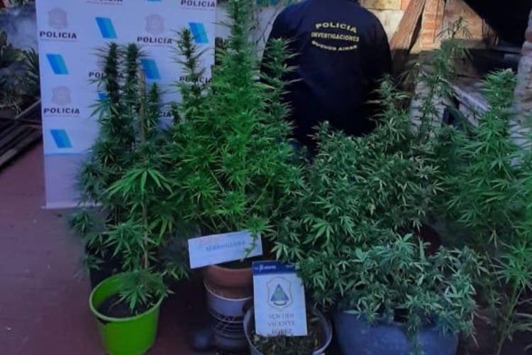 Vicente López: Por robar una bicicleta le encontraron 14 plantas de marihuana