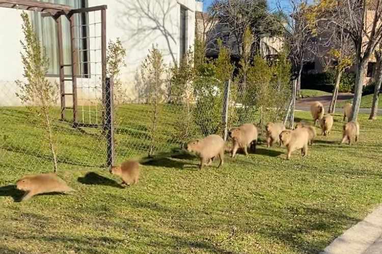 Ambientalistas piden por la preservación de los carpinchos de Nordelta