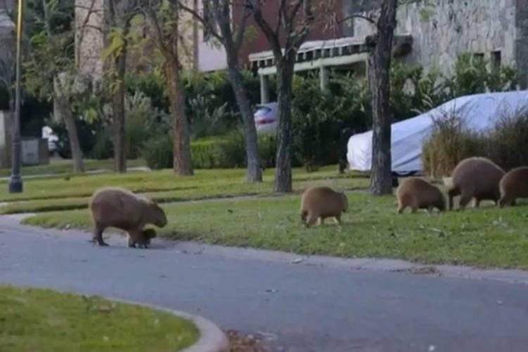 Freno judicial en Nordelta: prohíben castrar carpinchos y paralizan las obras en los humedales Freno judicial en Nordelta: prohíben castrar carpinchos y paralizan las obras en los humedales