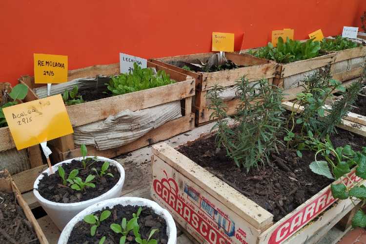 Vicente López entregará kits de semillas para el armado de huertas familiares