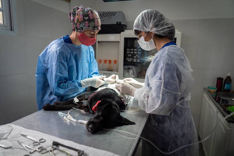 Cronograma de castración y vacunación gratuita de mascotas en San Isidro