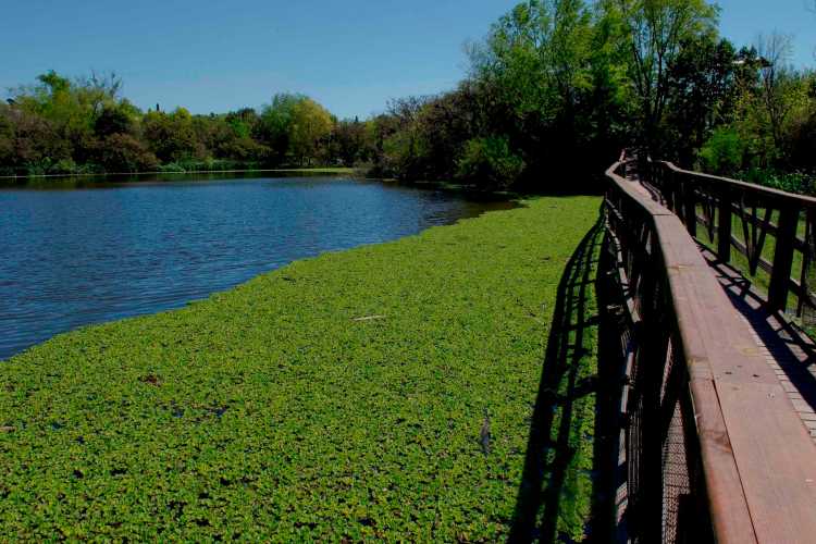 Reserva Ecológica de Vicente López: vida silvestre en la ciudad Reserva Ecológica de Vicente López: vida silvestre en la ciudad