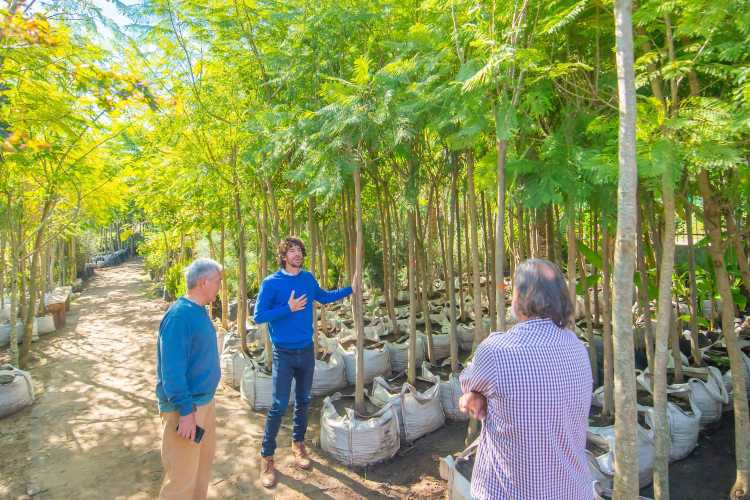 Juan Andreotti presentó las especies de árboles que se plantarán en San Fernando