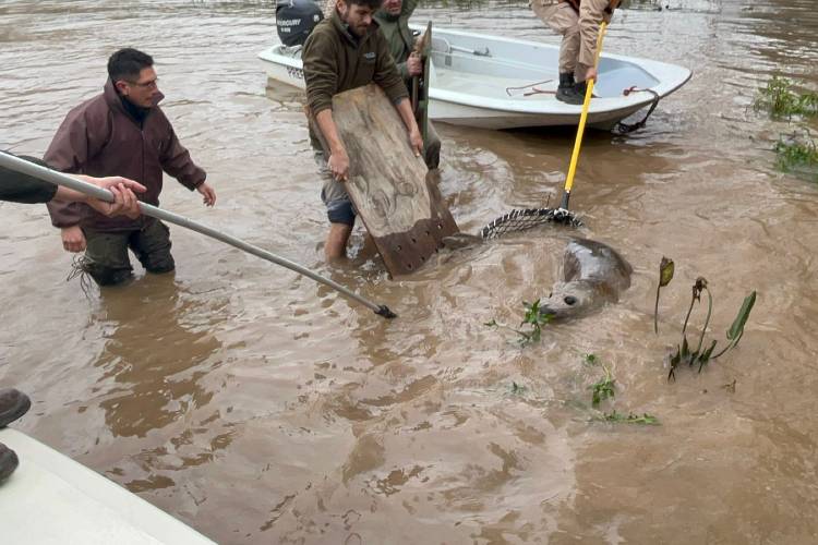 Un elefante marino fue rescatado en el Delta de San Fernando