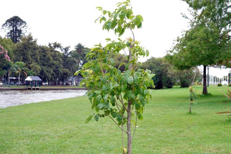 Tigre plantó más de 5.000 árboles nativos para promover un ambiente más sustentable Tigre plantó más de 5.000 árboles nativos para promover un ambiente más sustentable