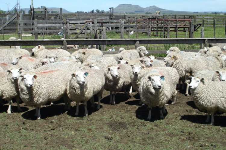 La faena ovina creció 54% en la provincia de Buenos Aires