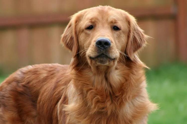 Recibirá 3 millones de pesos por la mordedura de un Golden Retriever