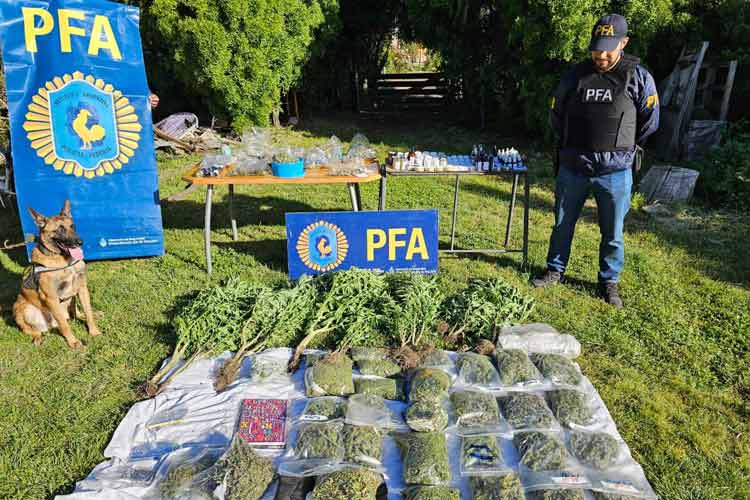 Decomisan Marihuana y Plantas en Operativo Policial en Chubut