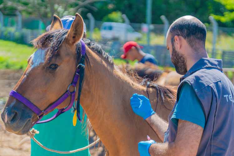 Encefalitis equina: San Fernando colabora en la vacunación de caballos rescatados de la Tracción a Sangre Encefalitis equina: San Fernando colabora en la vacunación de caballos rescatados de la Tracción a Sangre