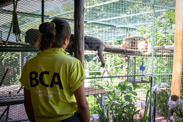 Brigada de Control Ambiental rescató monos carayá que estaban en cautiverio en Tigre