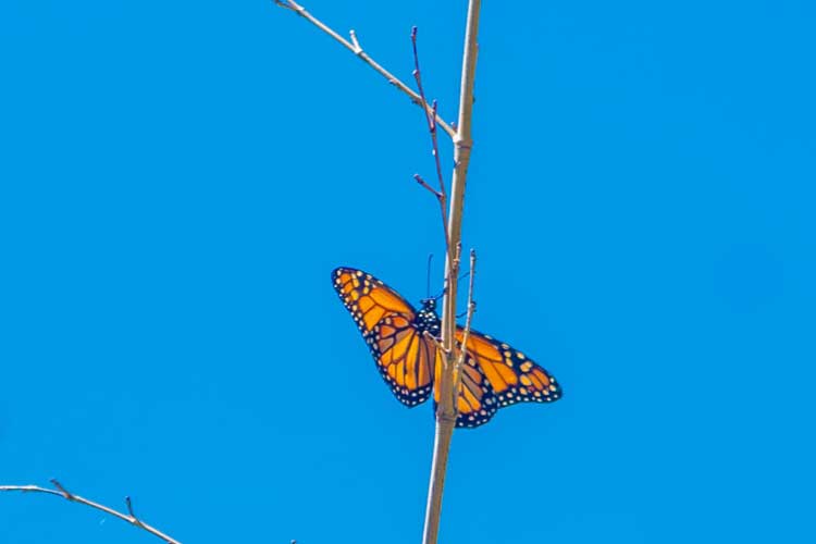 Gran cantidad de mariposas en San Fernando: ¿cuál es el motivo de su sorprendente aparición?