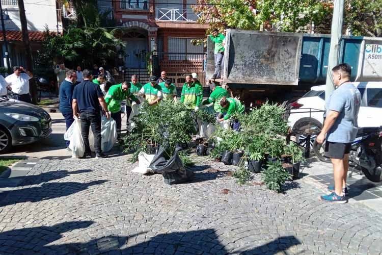 Decomisan gran plantío de marihuana clandestino en San Isidro