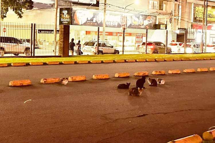 Proteccionistas denuncian a Unicenter por intentar eliminar una colonia de gatos Proteccionistas denuncian a Unicenter por intentar eliminar una colonia de gatos