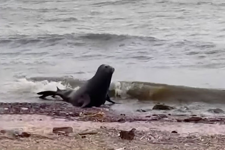 Lobo marino en Vicente López: apareció en la costanera y activó un operativo de rescate