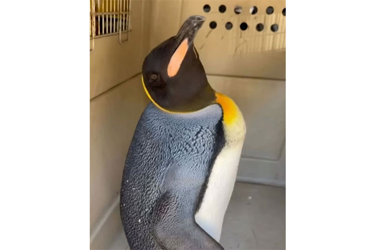 Vicente López: Rescataron un pingüino rey que apareció en la costa del Río de la Plata