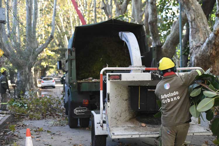 Plan de Poda 2026 en Vicente López: cómo inscribirse y hasta cuándo hay tiempo