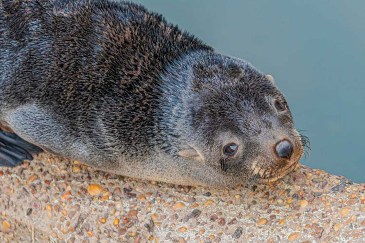 San Fernando rescató a dos lobos marinos que aparecieron desorientados en el Río Luján