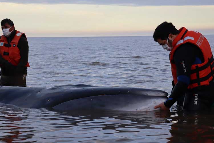 Una ballena sei lucha por sobrevivir tras quedar varada frente a la costa de San Isidro